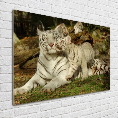 Tableau sur verre Tigres