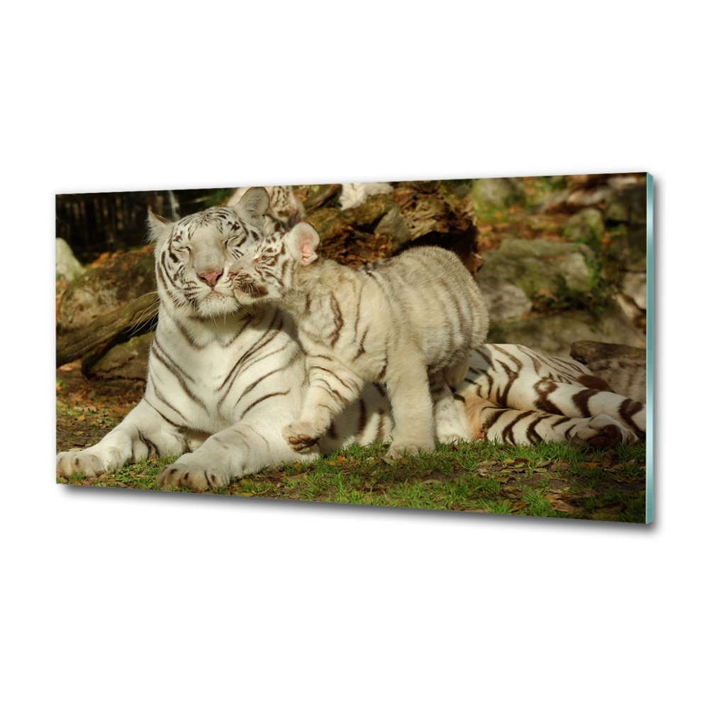 Tableau sur verre Tigres