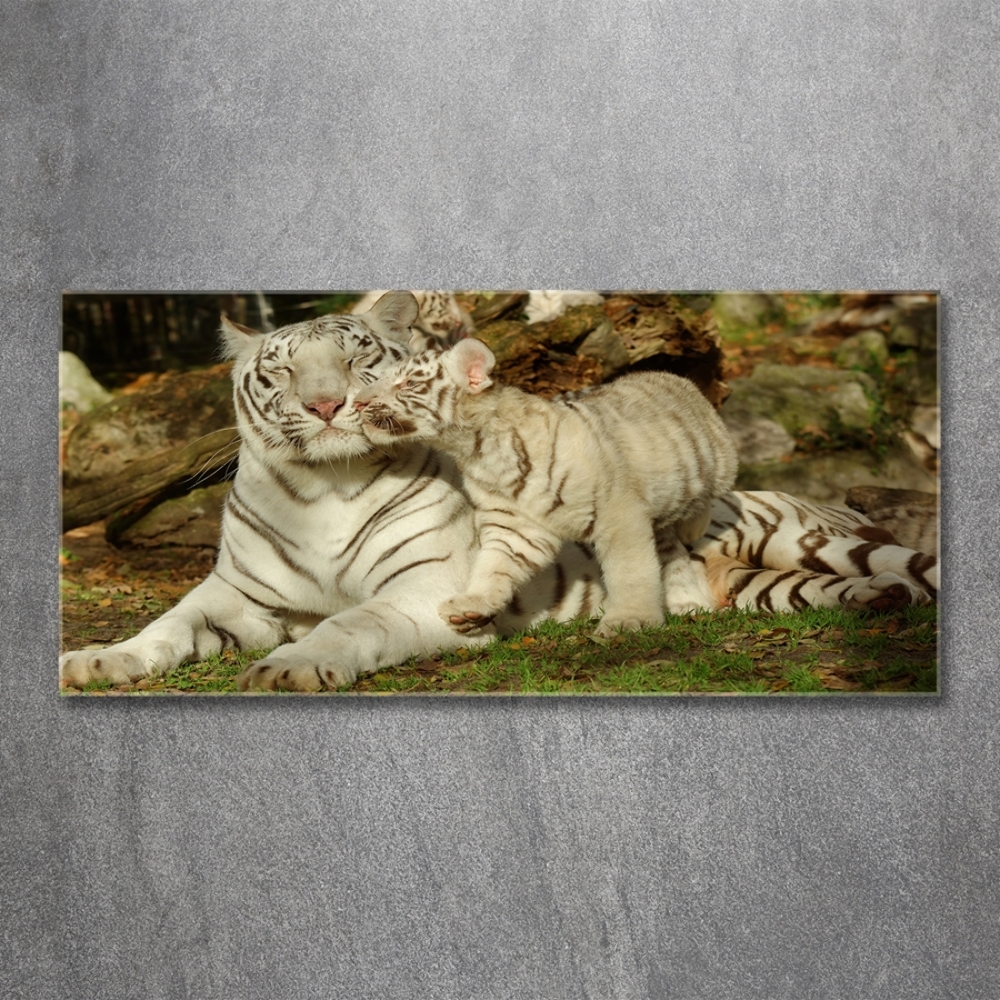 Tableau sur verre Tigres