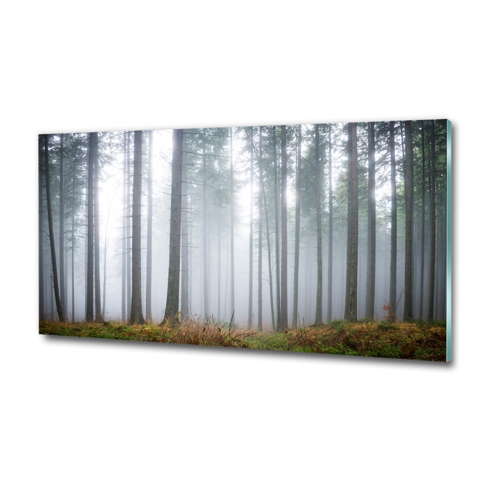 Tableau verre imprimé Brume dans la forêt