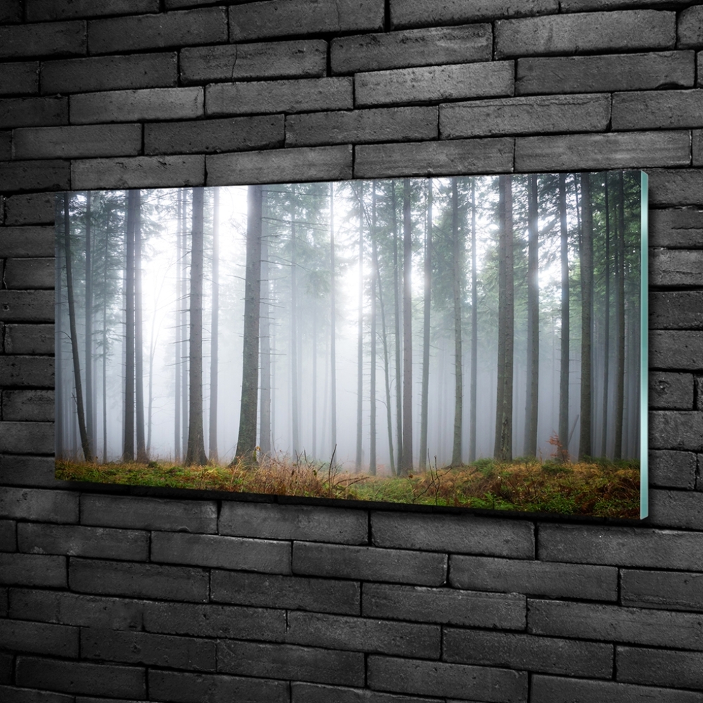 Tableau verre imprimé Brume dans la forêt