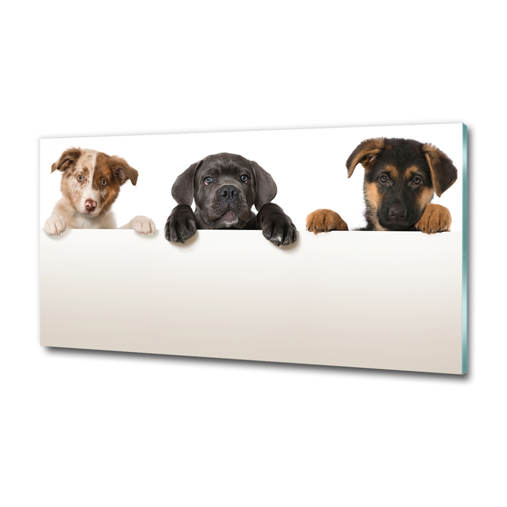 Tableau sur verre Trois chiots