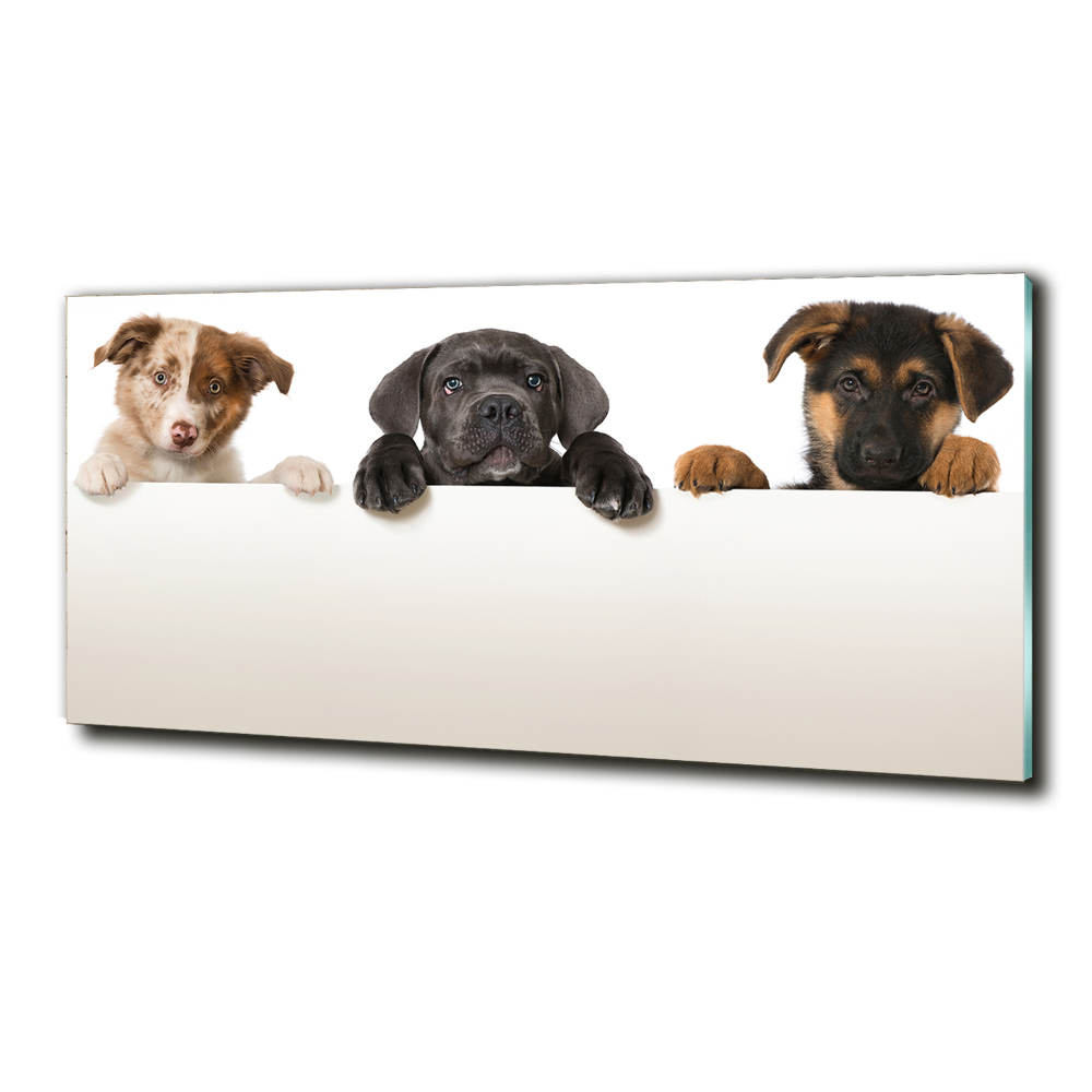 Tableau sur verre Trois chiots