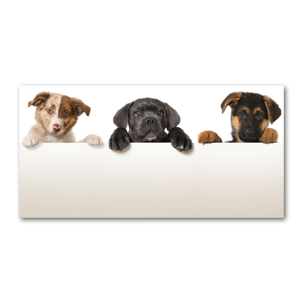 Tableau sur verre Trois chiots