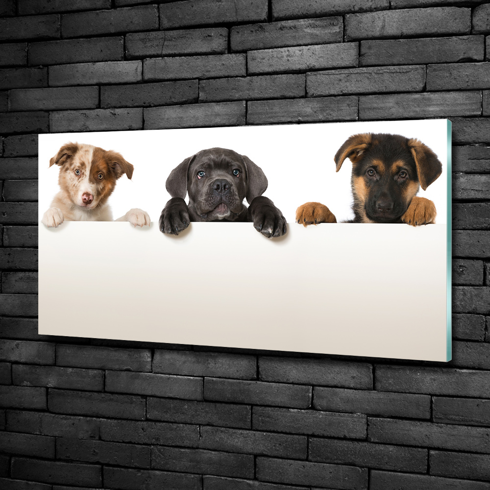 Tableau sur verre Trois chiots