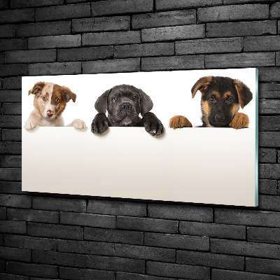 Tableau sur verre Trois chiots