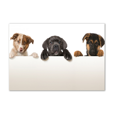 Tableau sur verre Trois chiots