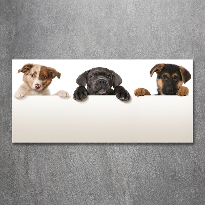 Tableau sur verre Trois chiots