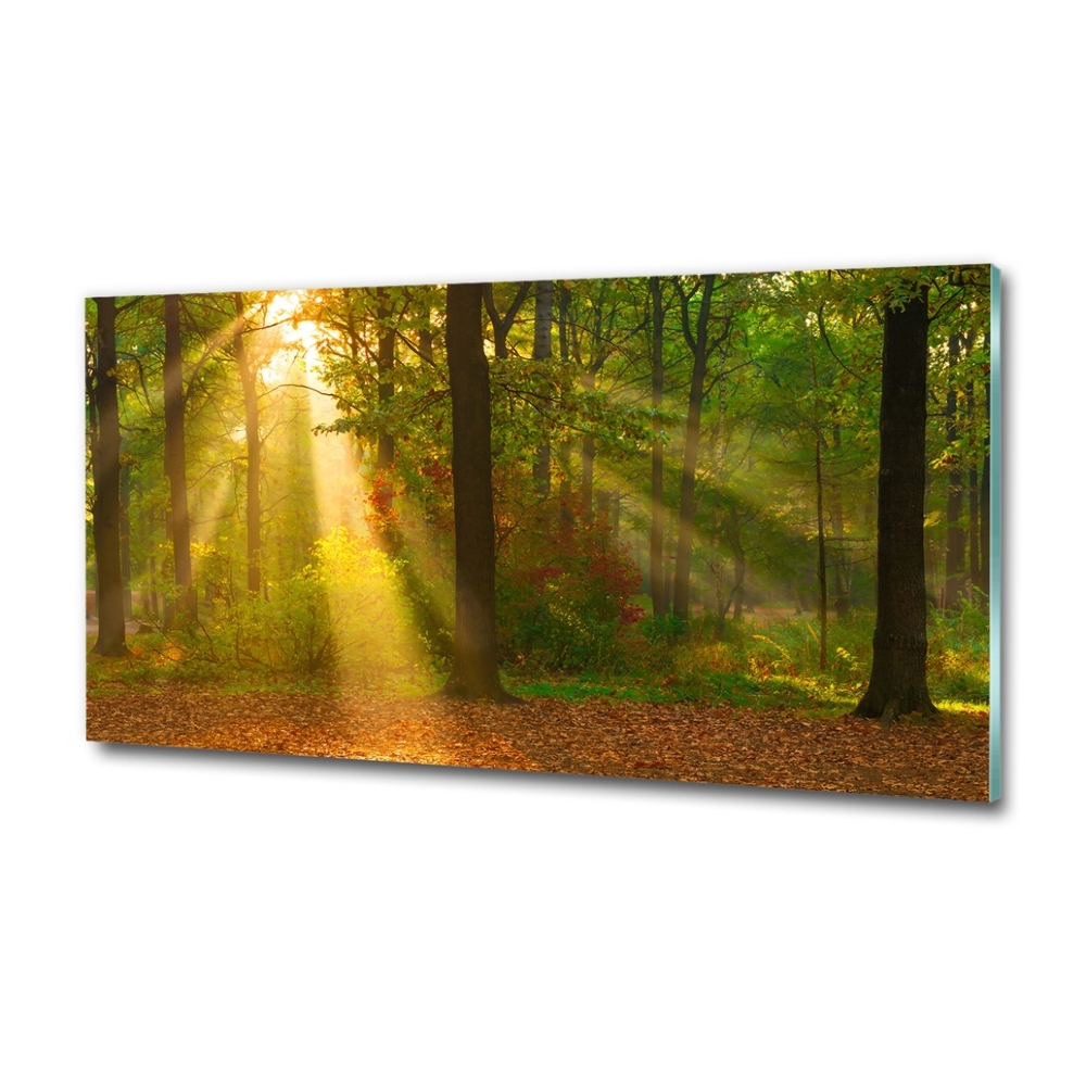 Tableau photo sur verre Forêt au soleil