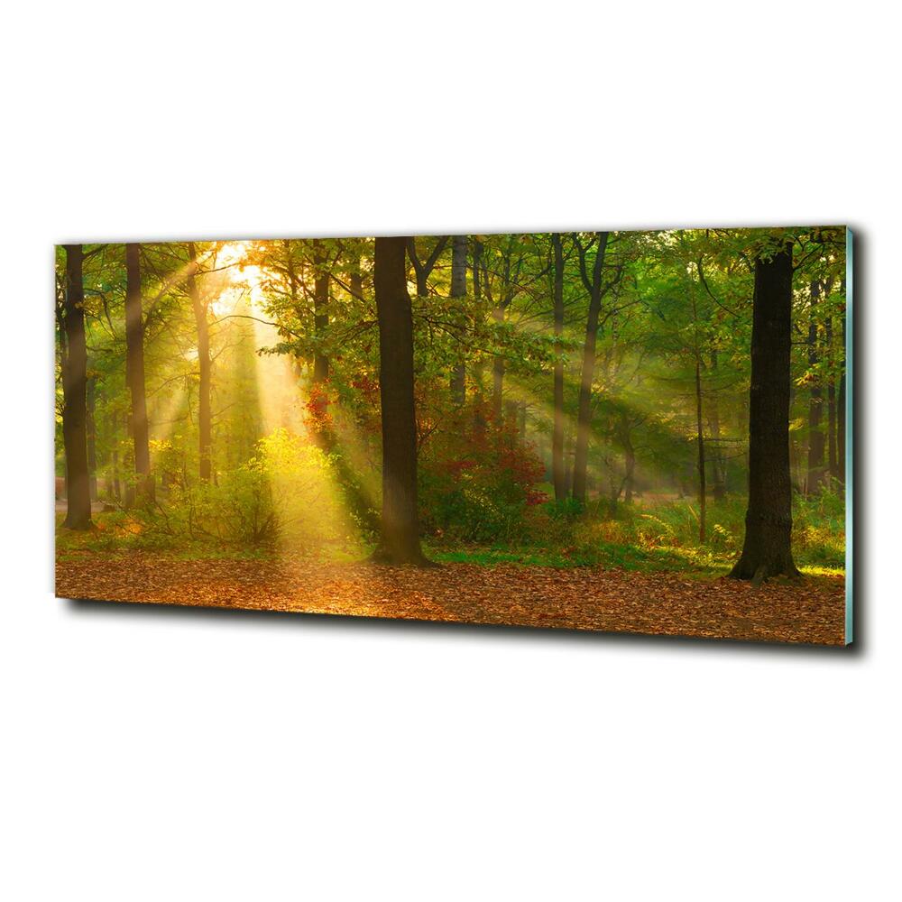 Tableau photo sur verre Forêt au soleil