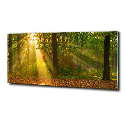 Tableau photo sur verre Forêt au soleil