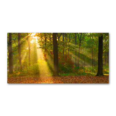 Tableau photo sur verre Forêt au soleil