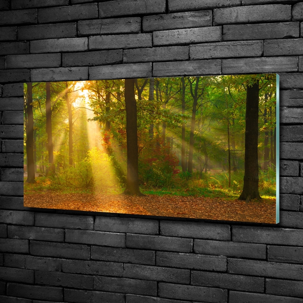 Tableau photo sur verre Forêt au soleil