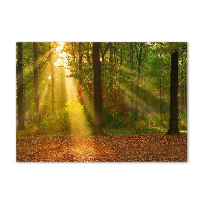 Tableau photo sur verre Forêt au soleil