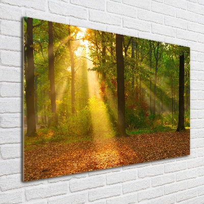 Tableau photo sur verre Forêt au soleil