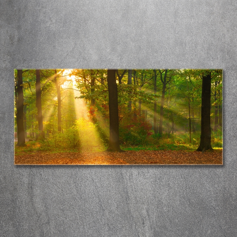 Tableau photo sur verre Forêt au soleil