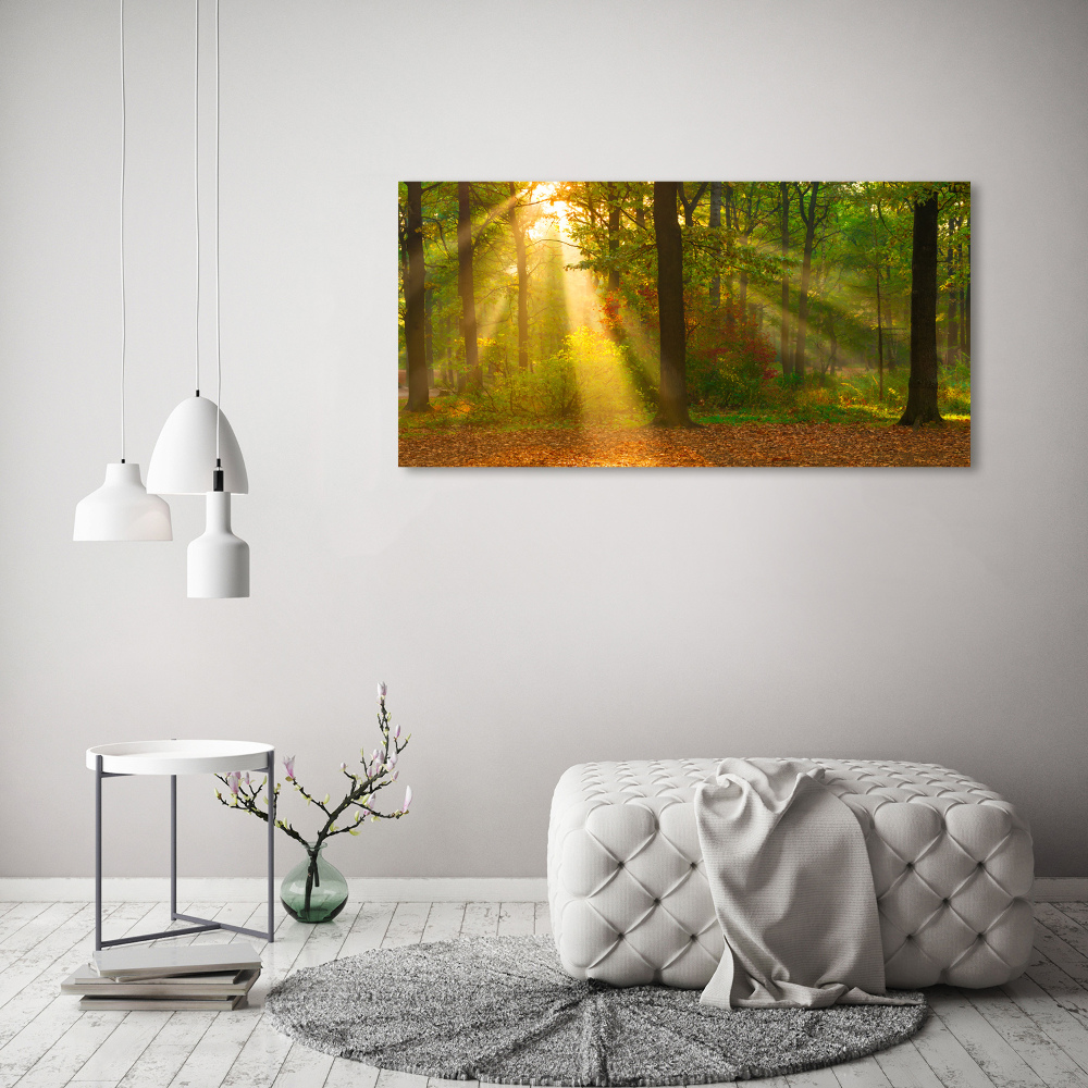 Tableau photo sur verre Forêt au soleil