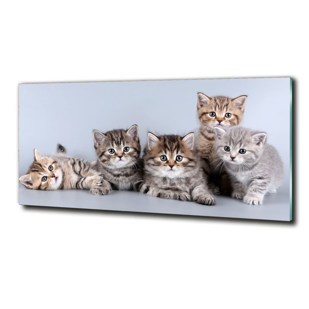 Tableau sur verre Cinq chats