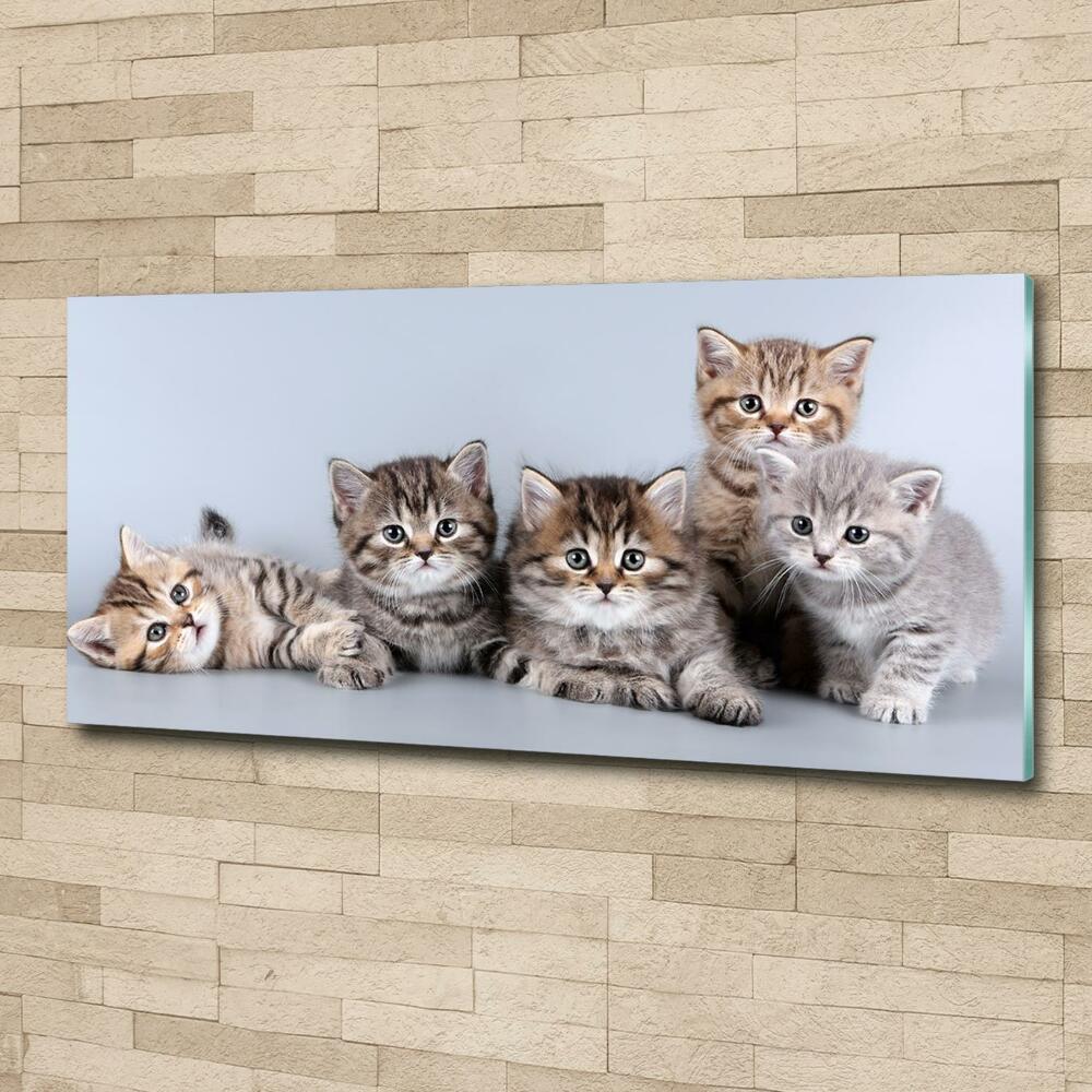 Tableau sur verre Cinq chats