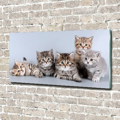 Tableau sur verre Cinq chats