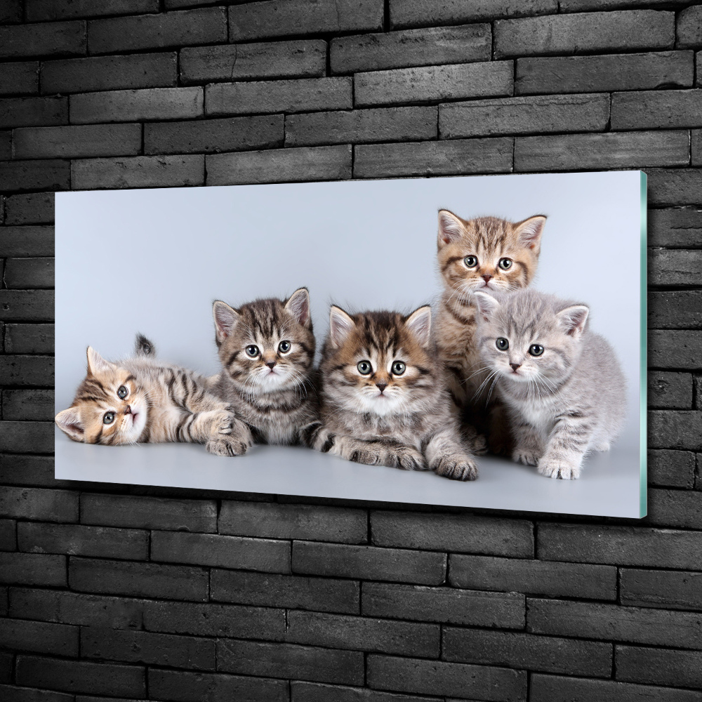 Tableau sur verre Cinq chats