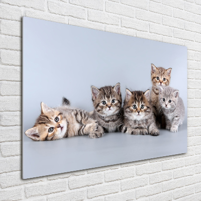 Tableau sur verre Cinq chats