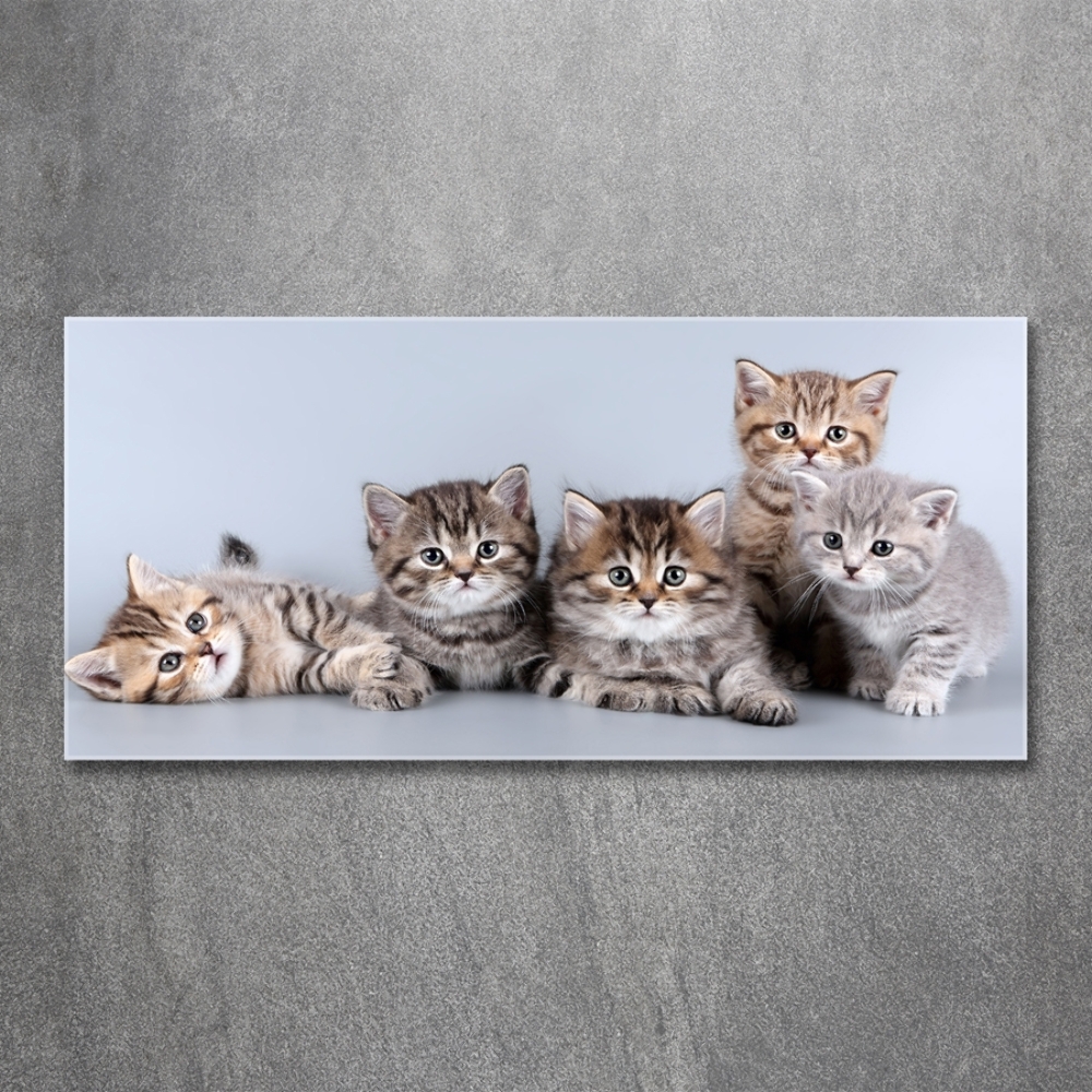 Tableau sur verre Cinq chats