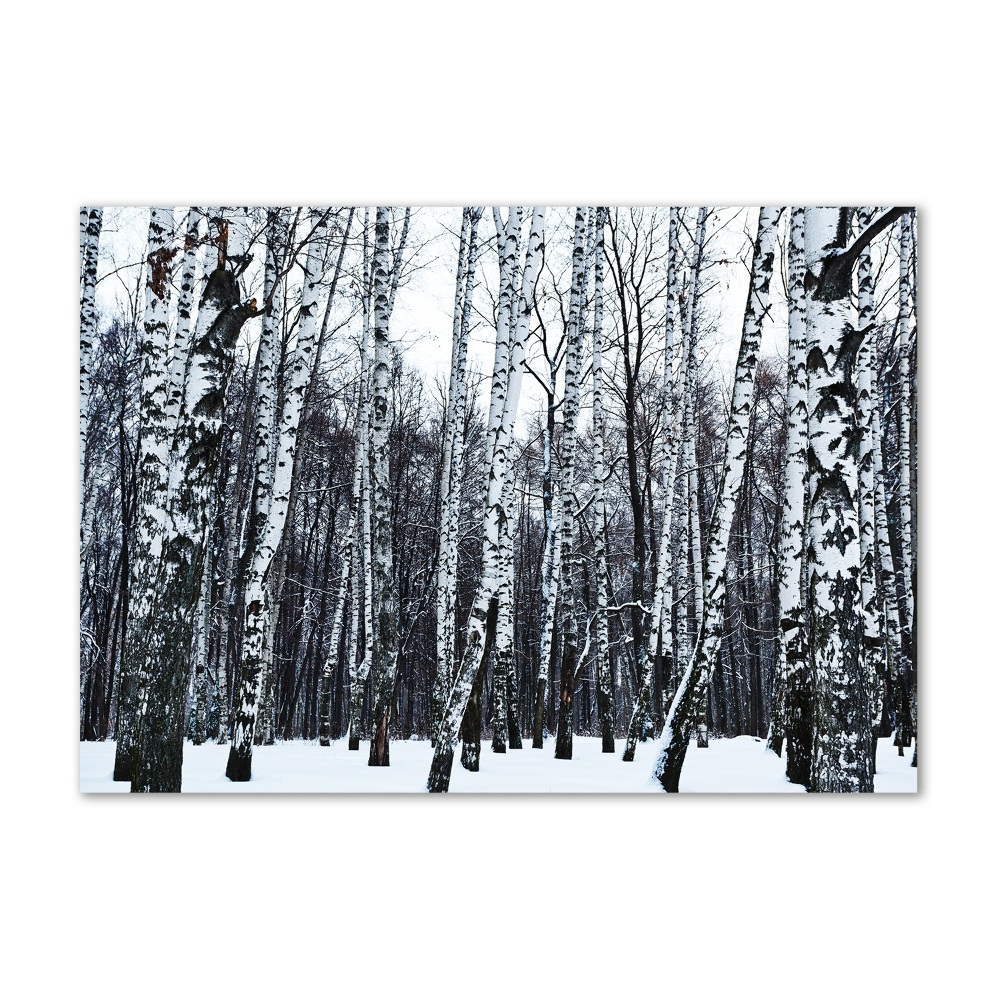 Tableau photo sur verre Bouleaux en hiver