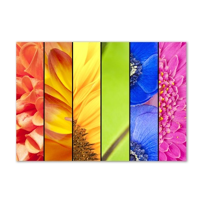 Tableau imprimé sur verre Fleurs colorées