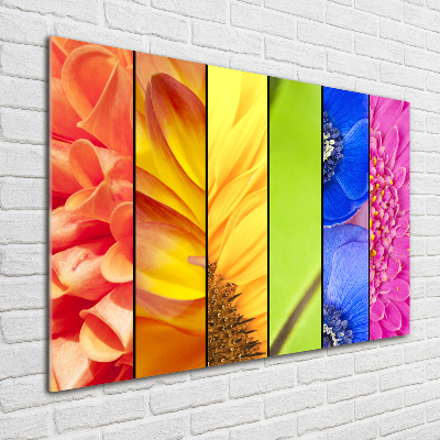 Tableau imprimé sur verre Fleurs colorées