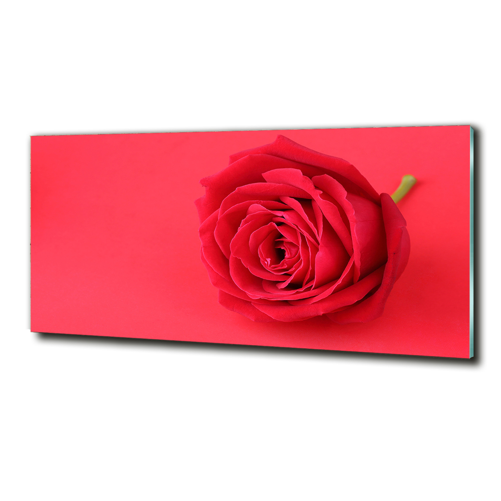 Tableau imprimé sur verre Rose rouge