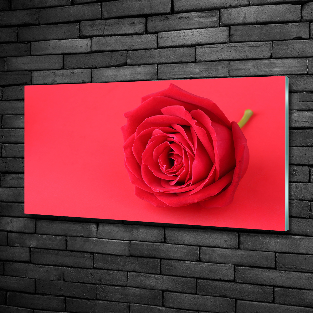 Tableau imprimé sur verre Rose rouge