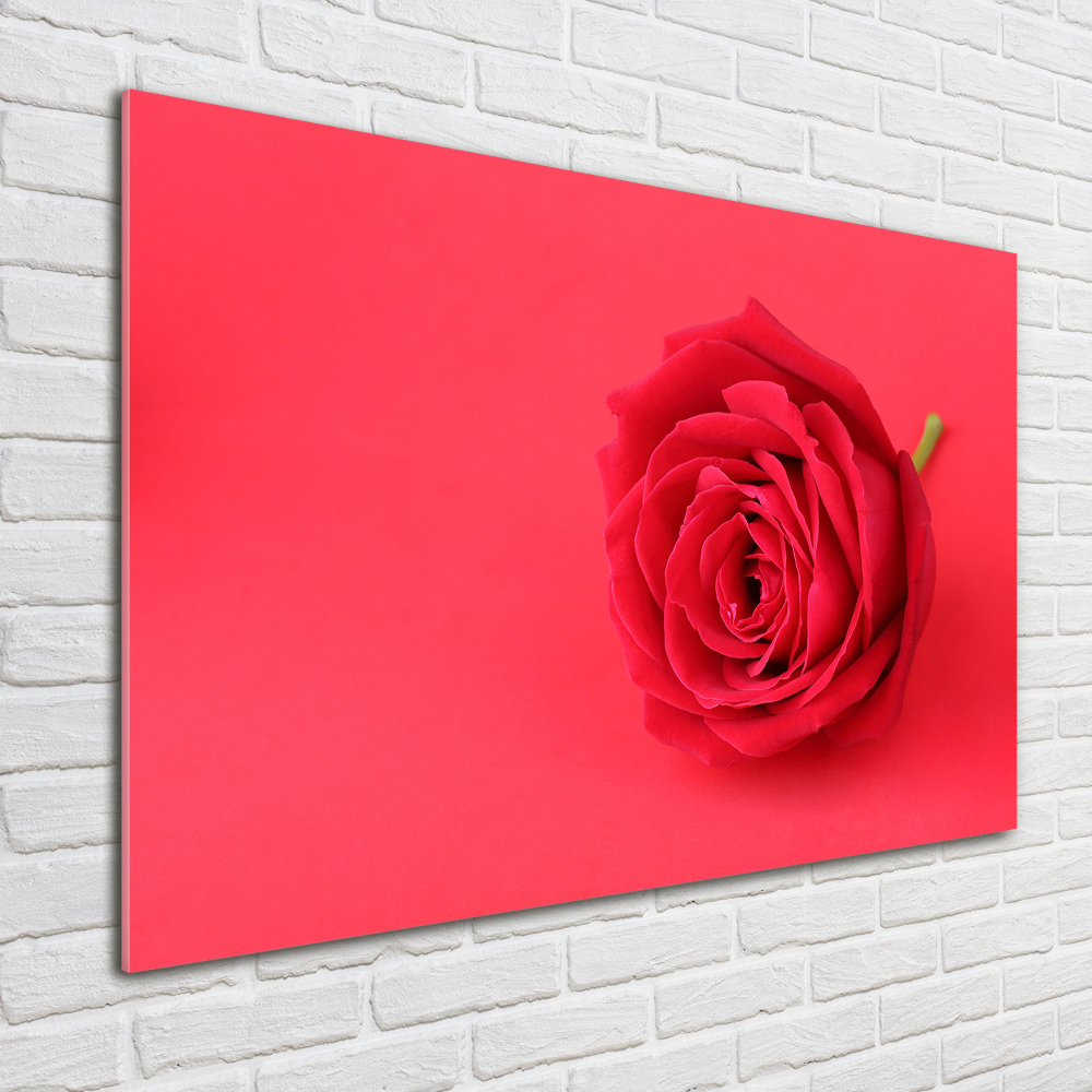 Tableau imprimé sur verre Rose rouge