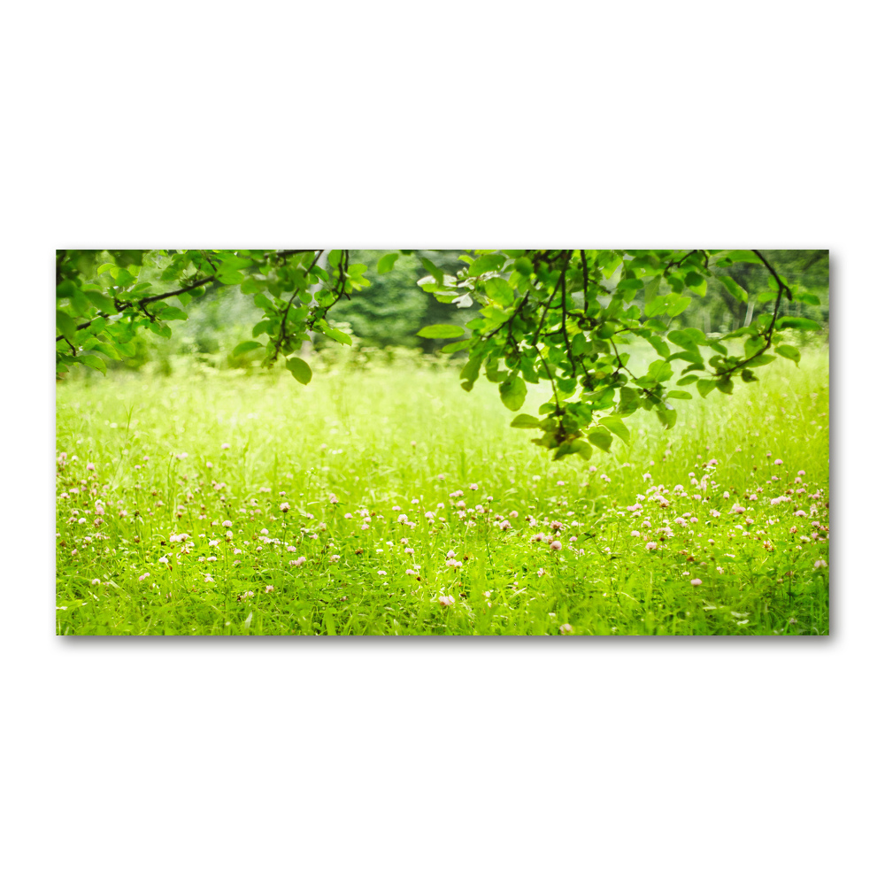 Tableau imprimé sur verre Pré vert