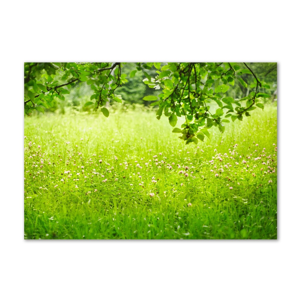 Tableau imprimé sur verre Pré vert