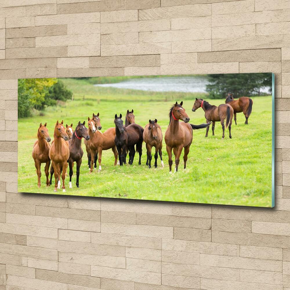 Tableau en verre Troupeau de chevaux dans un pré