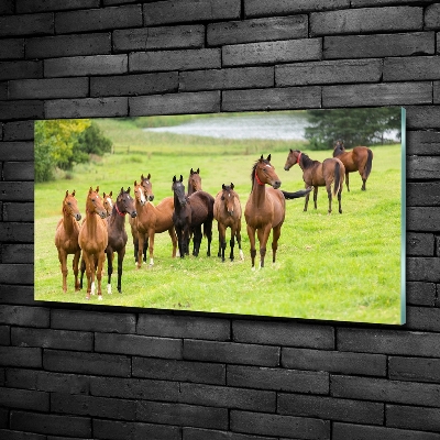 Tableau en verre Troupeau de chevaux dans un pré