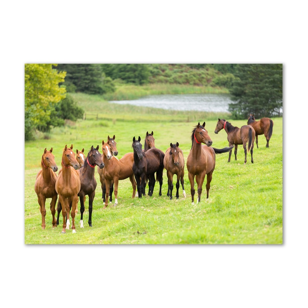 Tableau en verre Troupeau de chevaux dans un pré