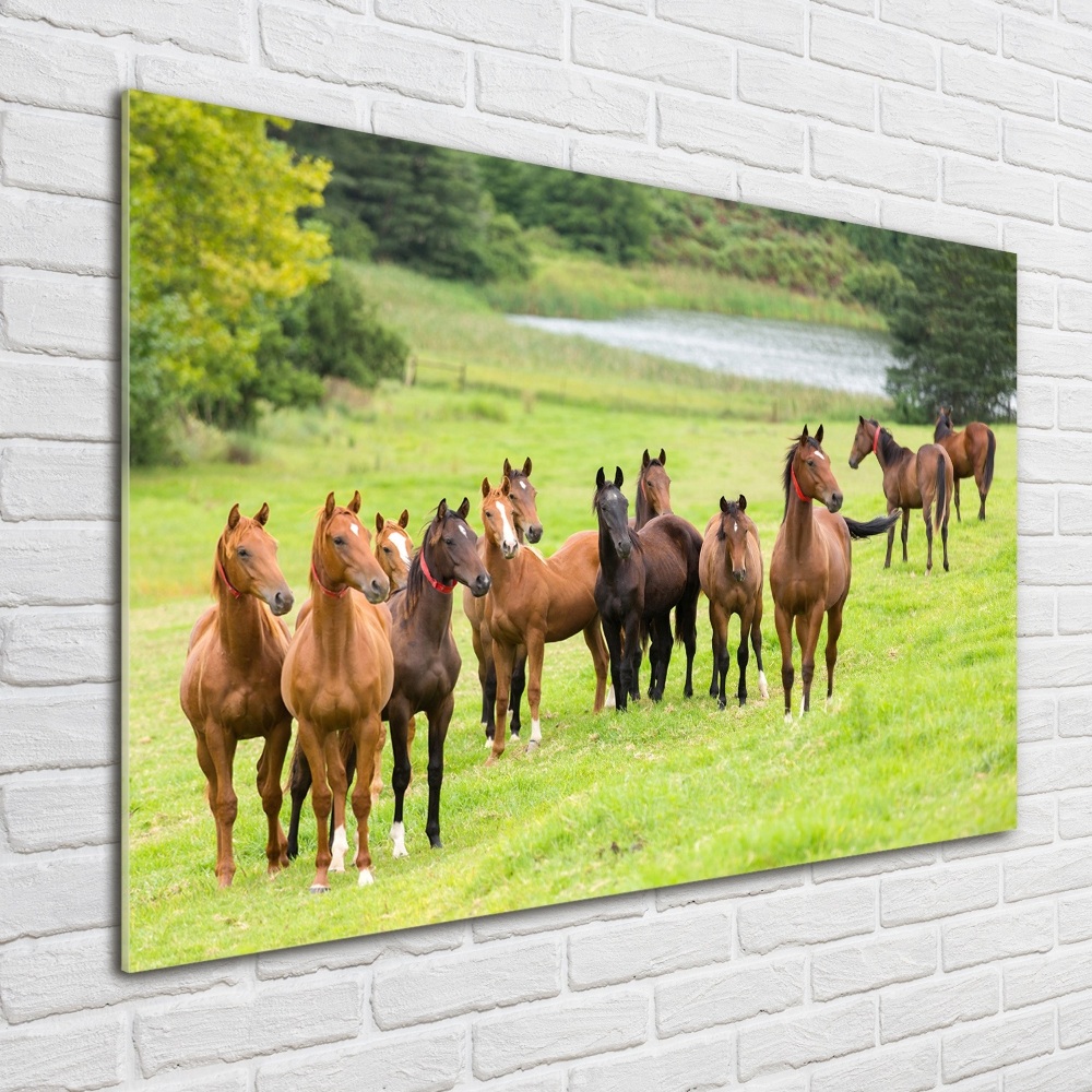 Tableau en verre Troupeau de chevaux dans un pré