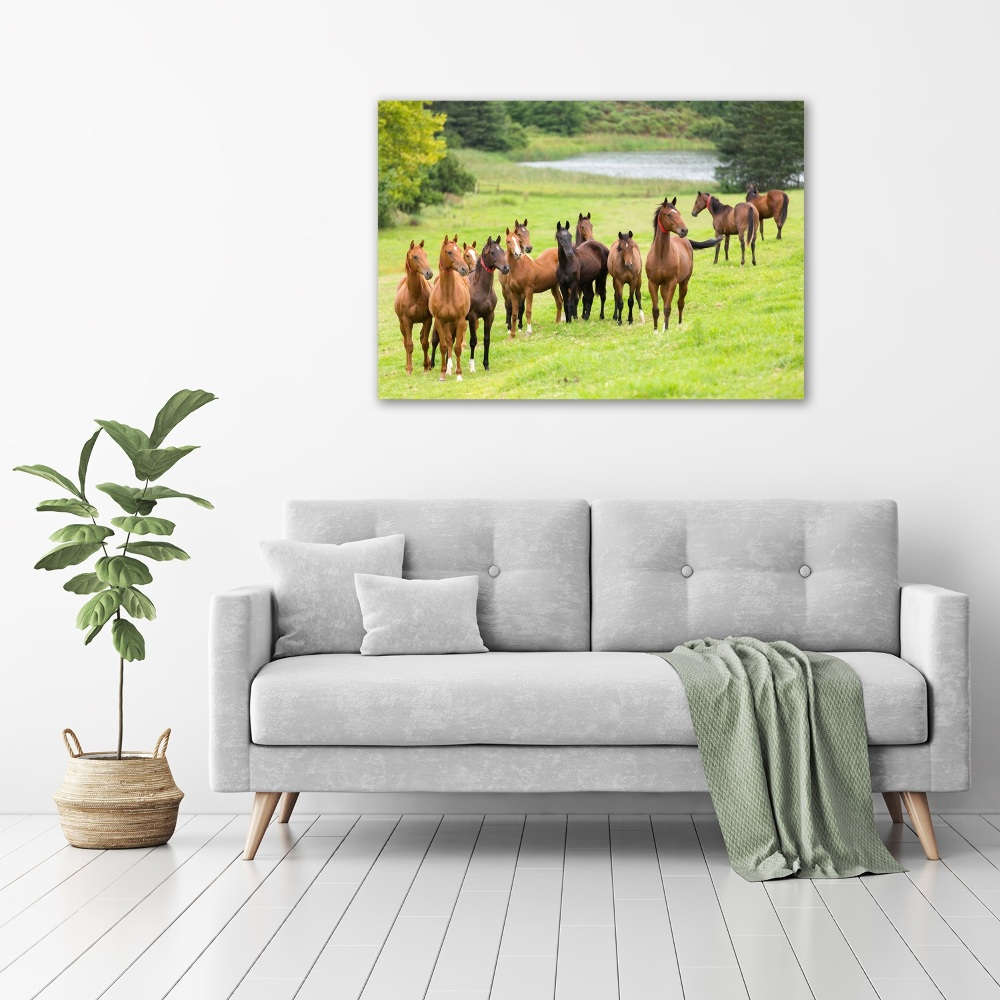 Tableau en verre Troupeau de chevaux dans un pré