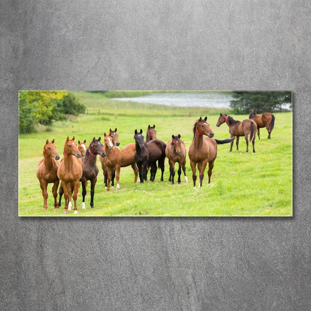 Tableau en verre Troupeau de chevaux dans un pré