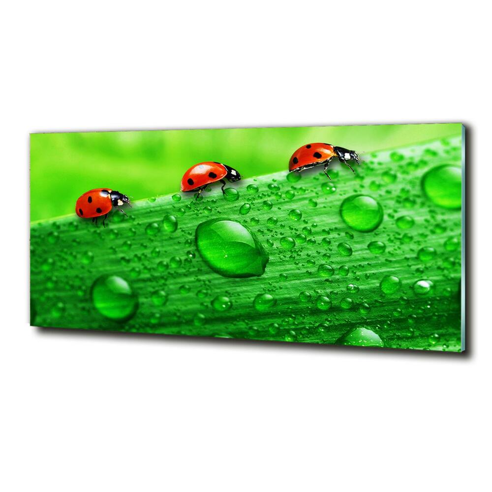 Tableau en verre Coccinelles sur l'herbe