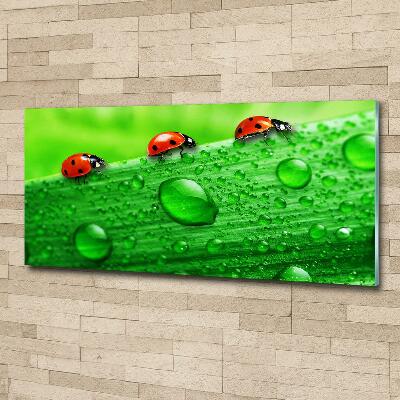 Tableau en verre Coccinelles sur l'herbe