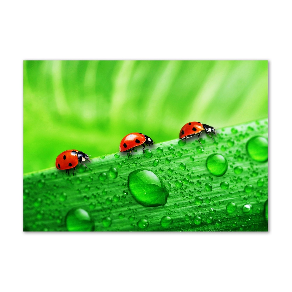 Tableau en verre Coccinelles sur l'herbe