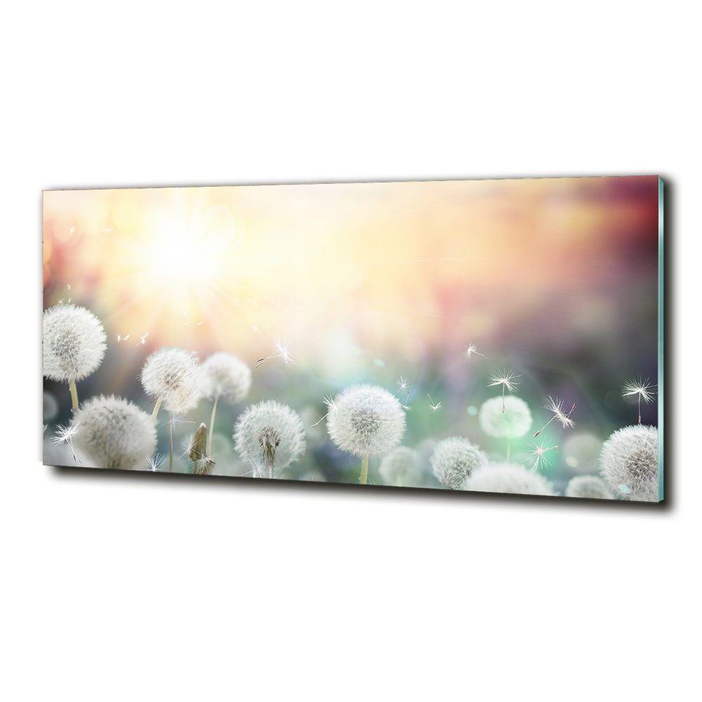 Tableau photo sur verre Champ de bouffons