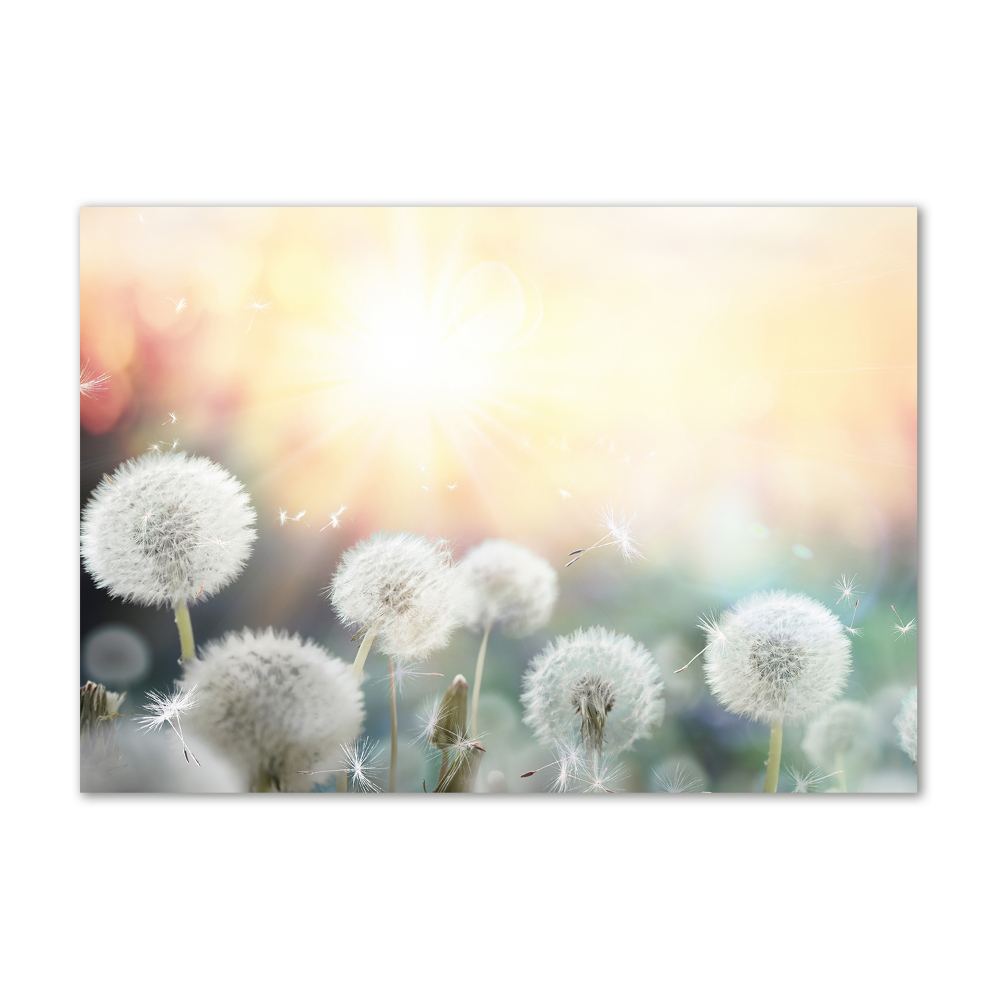 Tableau photo sur verre Champ de bouffons