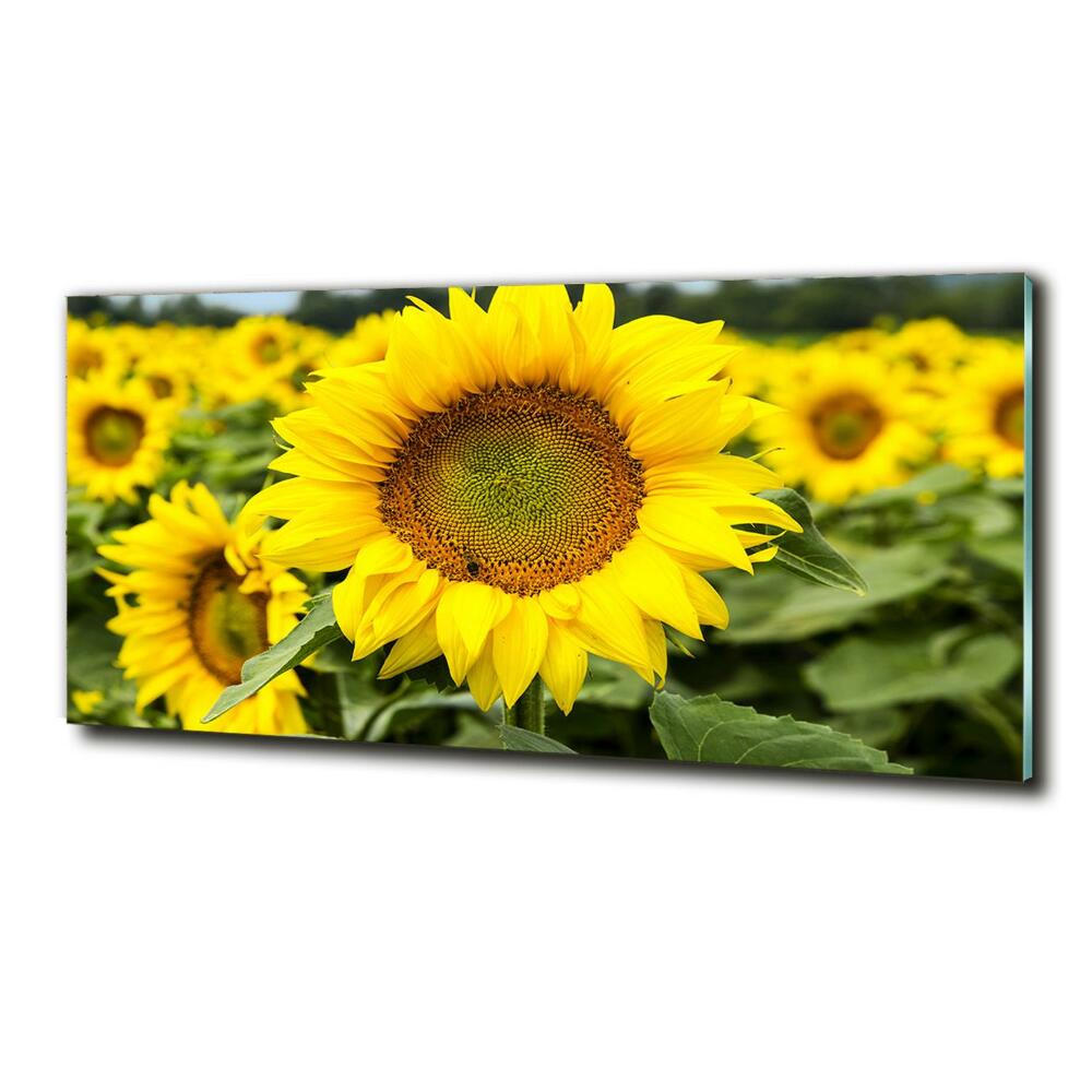 Tableau imprimé sur verre Champ de tournesols