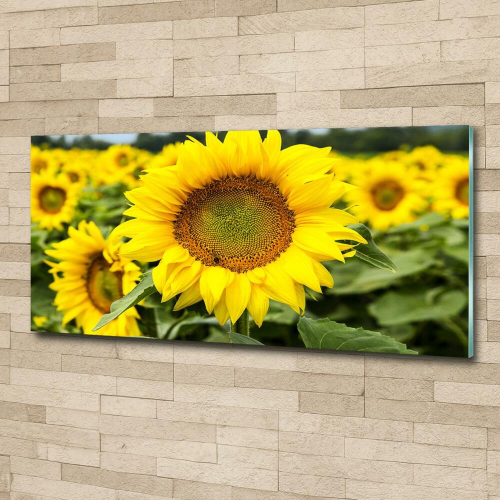 Tableau imprimé sur verre Champ de tournesols