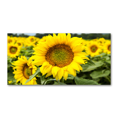 Tableau imprimé sur verre Champ de tournesols