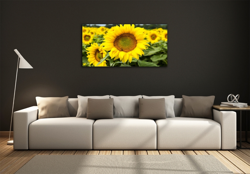 Tableau imprimé sur verre Champ de tournesols